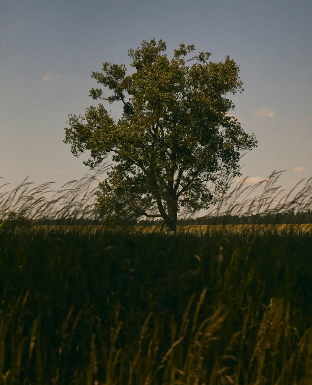 tree